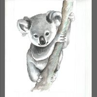 akwarela- miś koala