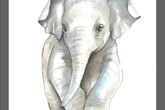 akwarela- młody słonik