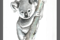 akwarela- miś koala